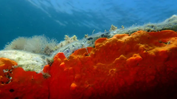 Kırmızı kabuklu sünger veya portakal kırmızısı kaplama süngeri (Crambe crambe crambe) deniz altı, Ege Denizi, Yunanistan, Halkidiki