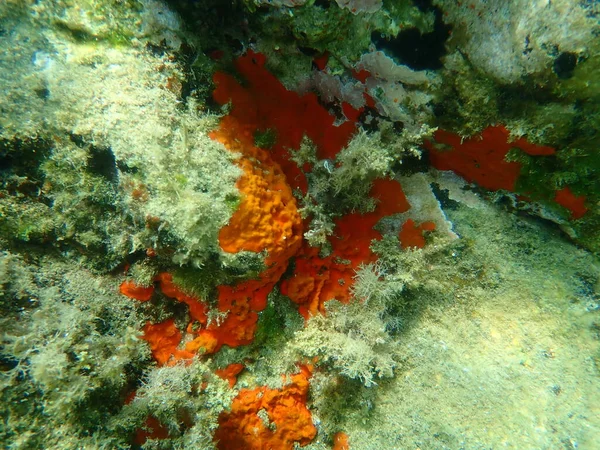 紅色のエングレービングスポンジまたはオレンジ赤のエングレービングスポンジ クラムビーム エーゲ海 ギリシャ ハルキディキ — ストック写真