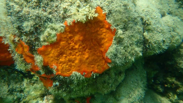 Rode Korstspons Oranje Rode Korstspons Crambe Crambe Onderzees Egeïsche Zee — Stockfoto