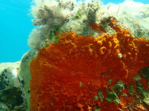 Kırmızı kabuklu sünger veya portakal kırmızısı kaplama süngeri (Crambe crambe crambe) deniz altı, Ege Denizi, Yunanistan, Halkidiki