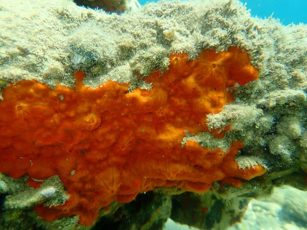 Red Encrusting Sponge Orange Red Encrusting Sponge Crambe Crambe Undersea — Stock Photo, Image