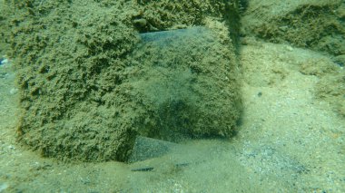 Suyun altında plastik çöp, Ege Denizi, Yunanistan, Halkidiki. Deniz kirliliği.