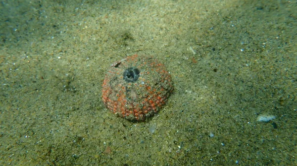 Badanie Muszla Jeżowca Czarnomorskiego Arbacia Lixula Podmorskiego Morze Egejskie Grecja — Zdjęcie stockowe