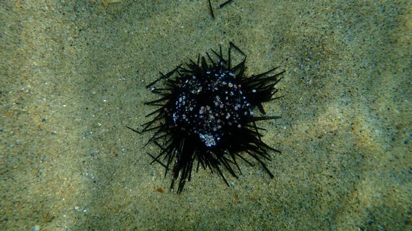 Essai Coquille Oursin Noir Arbacia Lixula Sous Marin Mer Égée — Photo