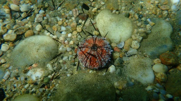 Essai Coquille Oursin Noir Arbacia Lixula Sous Marin Mer Égée — Photo