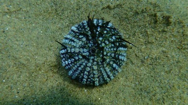 Test Shell Purple Sea Urchin Rock Sea Urchin Stony Sea — стокове фото