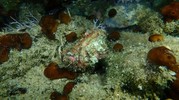 エーゲ海 ギリシャ ハルキディキと風の強い夏の日に素晴らしい海底ビュー — ストック写真