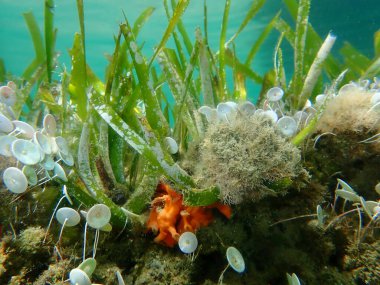 Neptün otları veya Akdeniz otları (Posidonia oceanica) ve Yeşil algler Acetabularia asetabulum deniz altı, Ege Denizi, Yunanistan, Halkidiki