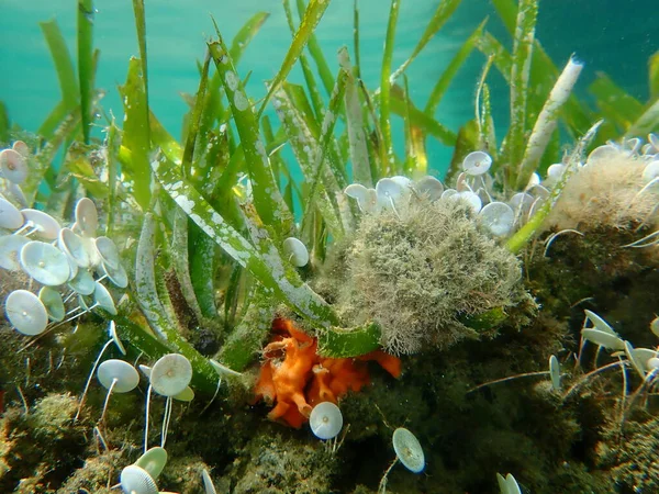 Neptün otları veya Akdeniz otları (Posidonia oceanica) ve Yeşil algler Acetabularia asetabulum deniz altı, Ege Denizi, Yunanistan, Halkidiki