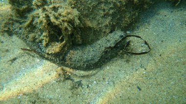 Beyaz benekli salatalık, Holothuria (Roweothuria) poli, denizaltı, Ege Denizi, Yunanistan, Halkidiki