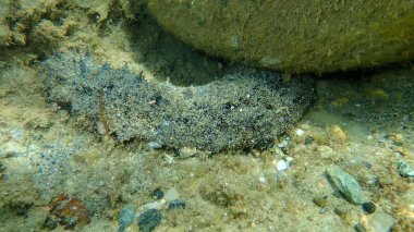 Beyaz benekli salatalık, Holothuria (Roweothuria) poli, denizaltı, Ege Denizi, Yunanistan, Halkidiki