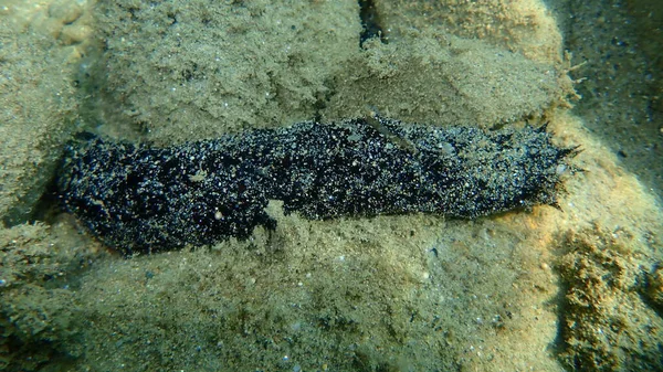 White Spot Cucumber Holothuria Roweothuria Poli Undersea Aegean Sea Greece — Stock Photo, Image