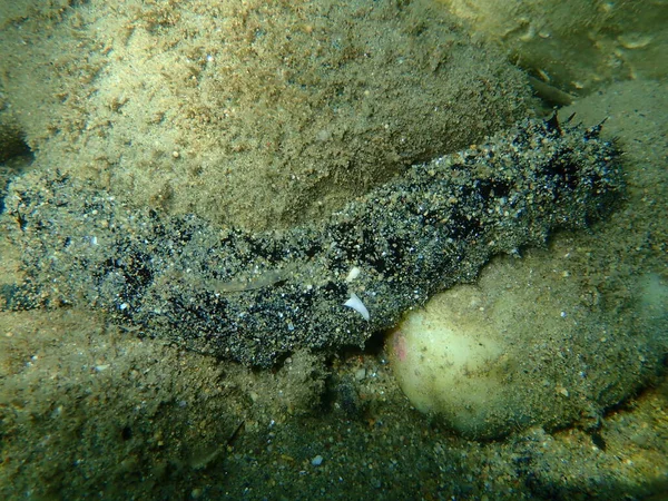 White Spot Cucumber Holothuria Roweothuria Poli Undersea Aegean Sea Greece — Stock Photo, Image