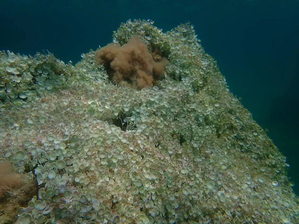 Green Algae Acetabularia Acetabulum Undersea Aegean Sea Greece Halkidiki — 图库照片