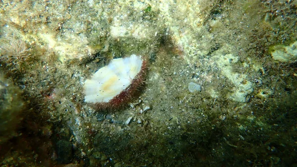 Concha Limpet Mediterráneo Limpet Mediterráneo Rayado Patella Caerulea Bajo Mar —  Fotos de Stock