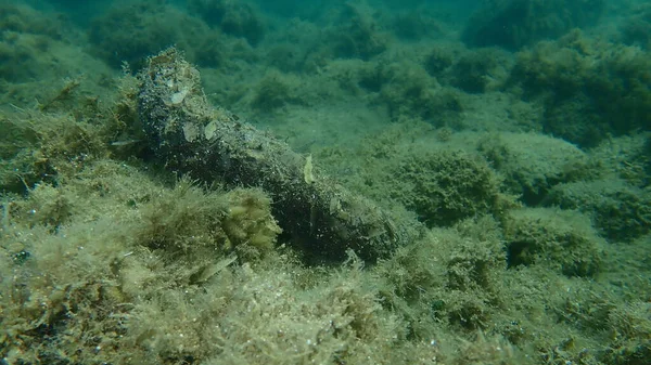 Cotton Spinner Tubolar Sea Cucumber Holothuria Holothuria Tubulosa Undersea Aegean — 스톡 사진