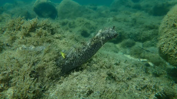 Cotton Spinner Tubular Sea Cucumber Holothuria Holothuria Tubulosa Undersea Aegean — 图库照片