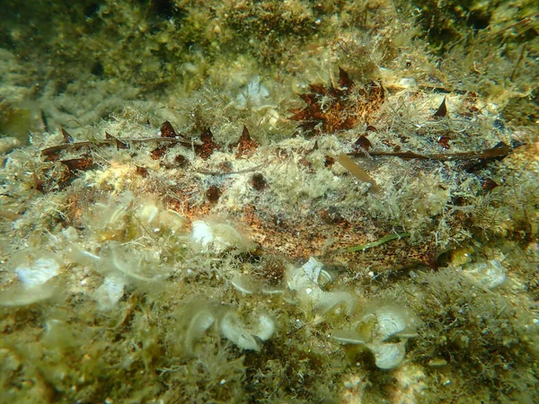 Baumwollspinner Oder Schlauchseegurke Holothuria Holothuria Tubulosa Unterwasser Ägäis Griechenland Chalkidiki — Stockfoto