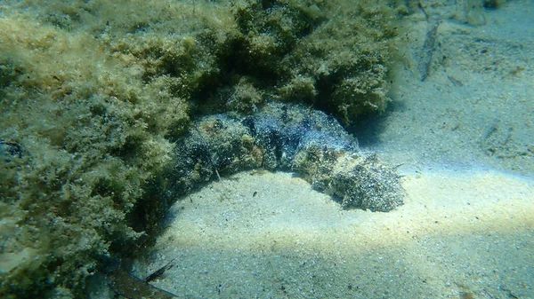 Espinheiro Algodão Pepino Tubular Mar Holothuria Holothuria Tubulosa Submarino Mar — Fotografia de Stock