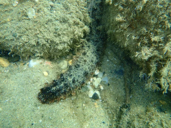 Cotton Spinner Tubular Sea Uborka Holothuria Holothuria Tubulosa Tenger Alatti — Stock Fotó