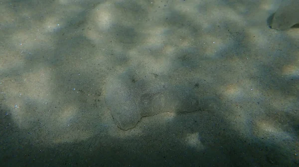 Lugworm Eller Sandorm Arenicola Marina Var Beskyttende Skede Havet Det - Stock-foto