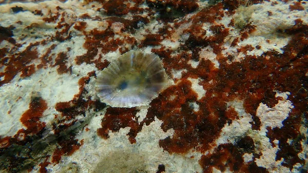 Средиземноморская Лимпета Patella Caerulea Морские Водоросли Stragularia Clavata Undersea Aegean — стоковое фото