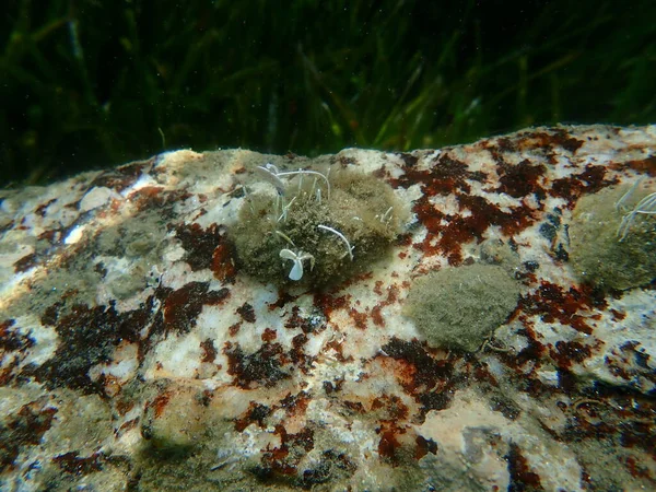Средиземноморская Лимпета Patella Caerulea Морские Водоросли Stragularia Clavata Undersea Aegean — стоковое фото