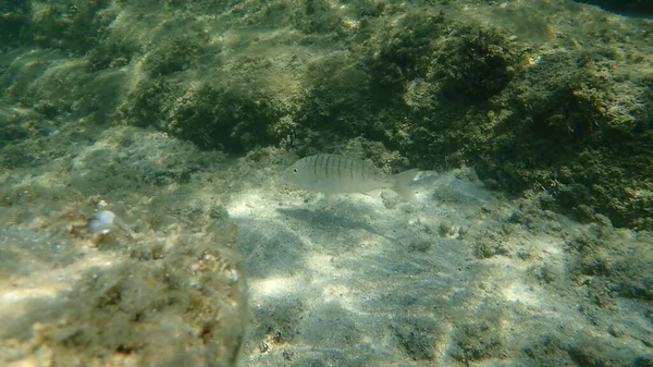 Steenbras Sable Dorade Rayée Lithognathus Mormyrus Sous Marine Mer Égée — Photo