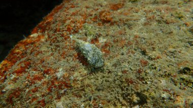 Akdeniz kayalık keşiş yengeci veya Akdeniz gelgit keşiş yengeci (Clibanarius erythropus) ve deniz salyangozu Cerithium lividulum deniz altı, Ege Denizi, Yunanistan, Halkidiki