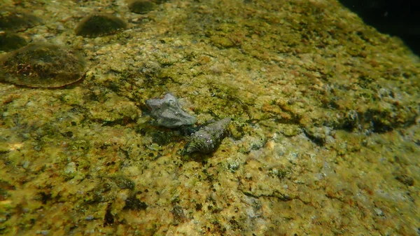 Akdeniz kayalık kıyı keşiş yengeci (Clibanarius erythropus) ve deniz salyangozlarından oluşan deniz kabukları Cerithium lividulum ve Hexaplex trunculus denizaltı, Ege Denizi, Yunanistan, Halkidiki