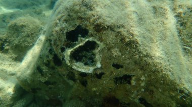 Dikenli istiridye kabuğu, Avrupa dikenli istiridye (Spondylus gaederopus) deniz altı, Ege Denizi, Yunanistan, Halkidiki