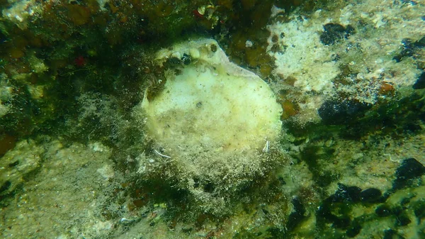 Shell Thorny Oyster Spinous Scallop European Thorny Oyster Spondylus Gaederopus — Stock Photo, Image