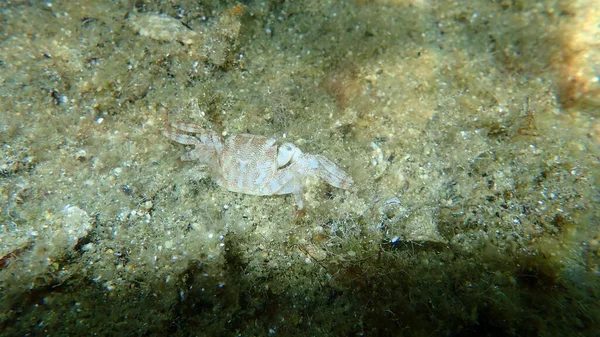 Dead Marbled Shore Crab Marbled Rock Crab Pachygrapsus Marmoratus Undersea — Stock Photo, Image