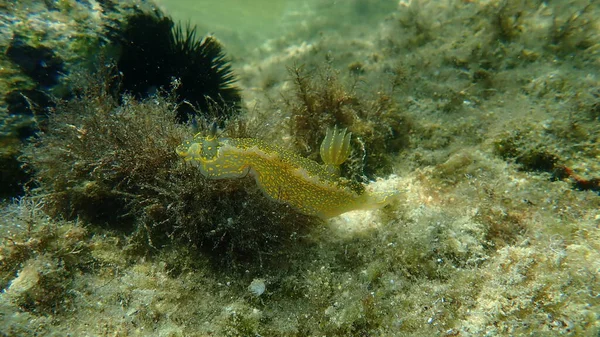 Giant Doris Regal Sea Goddess Felimare Picta Undersea Αιγαίο Ελλάδα — Φωτογραφία Αρχείου