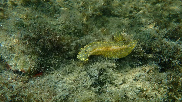 Doris Gigante Deusa Mar Regal Felimare Picta Submarino Mar Egeu — Fotografia de Stock