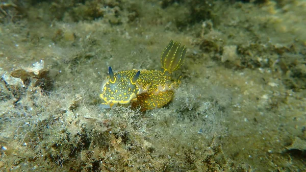 Doris Gigante Deusa Mar Regal Felimare Picta Submarino Mar Egeu — Fotografia de Stock