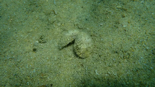 Warty Venus Shell Warty Venus Clam Venus Verrucosa Undersea Aegean — Stock Photo, Image