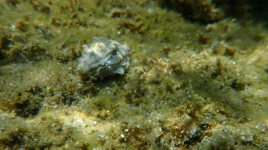 Akdeniz kayalık keşiş yengeci (Clibanarius erythropus) ve deniz salyangozu bantlı mureks (Hexaplex trunculus) deniz altı, Ege Denizi, Yunanistan, Halkidiki