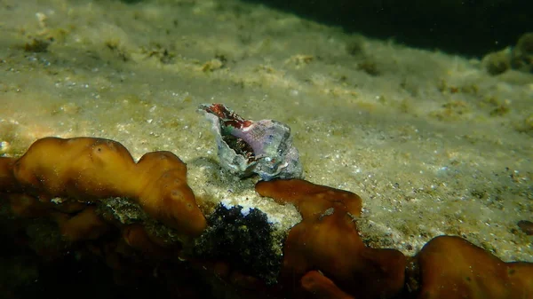 Mediterranean Rocky Shore Hermit Crab Mediterranean Intertidal Hermit Crab Clibanarius — Stockfoto