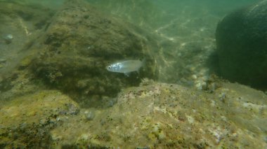 Düz başlı gri kefal (Mugil cephalus) deniz altı, Ege Denizi, Yunanistan, Halkidiki