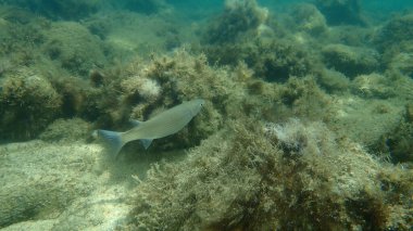 Düz başlı gri kefal (Mugil cephalus) deniz altı, Ege Denizi, Yunanistan, Halkidiki
