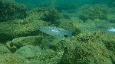 Düz başlı gri kefal (Mugil cephalus) deniz altı, Ege Denizi, Yunanistan, Halkidiki