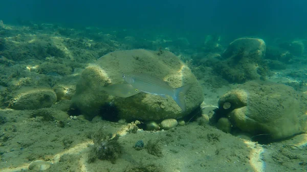 Flathead Triglia Grigia Mugil Cephalus Sottomarina Mar Egeo Grecia Calcidica — Foto Stock