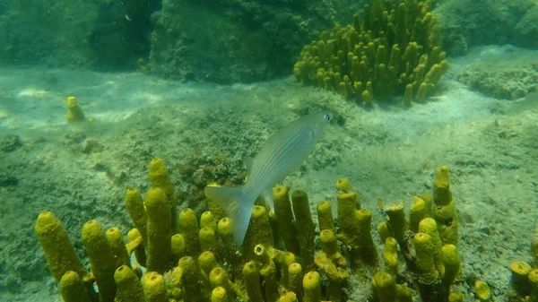 Flathead Triglia Grigia Mugil Cephalus Sottomarina Mar Egeo Grecia Calcidica — Foto Stock