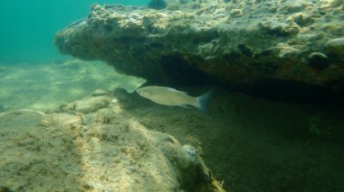 Altın gri kefal (Chelon auratus) denizaltı, Ege Denizi, Yunanistan, Halkidiki