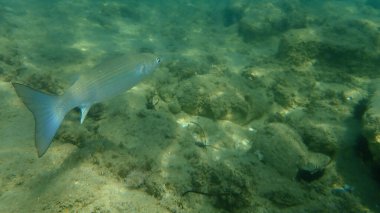 Altın gri kefal (Chelon auratus) denizaltı, Ege Denizi, Yunanistan, Halkidiki