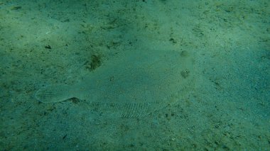 Geniş gözlü dil balığı (Bothus podas) denizaltı, Ege Denizi, Yunanistan, Halkidiki