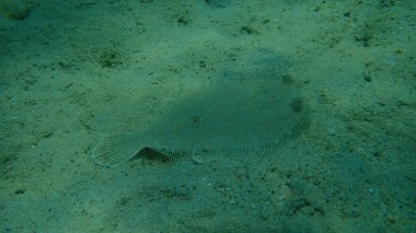 Geniş gözlü dil balığı (Bothus podas) denizaltı, Ege Denizi, Yunanistan, Halkidiki