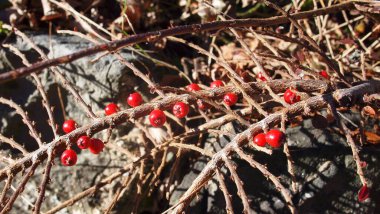 Littleleaf cotoneaster (Cotoneaster microphyllus), Switzerland, Champery