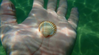 One valve of the shell of Rough cockle (Acanthocardia tuberculata) on the hand of a diver, Aegean Sea, Greece, Halkidiki 